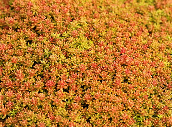Orpin/sedum  'album coral carpet'