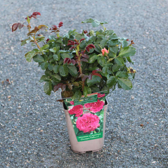 Rosier 'Chartreuse de parme '