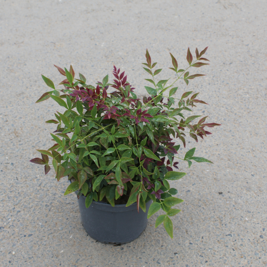 Bambou sacré 'Obsession seika'