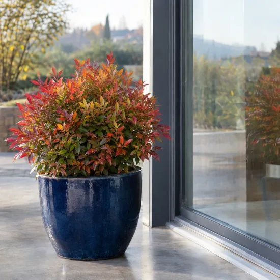 Bambou sacré Fire Power (Nandina domestica) — arbuste coloré en pot sur terrasse moderne · Photo d'illustration