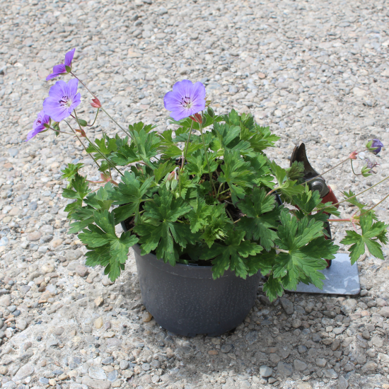 Pélargonium 'Rozane'