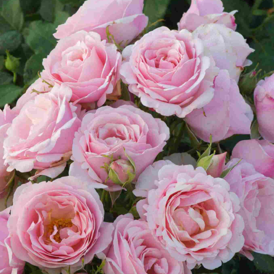 Rosier 'Billet doux '