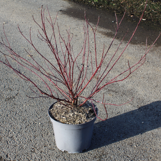 Cornouiller blanc 'Elegantissima'