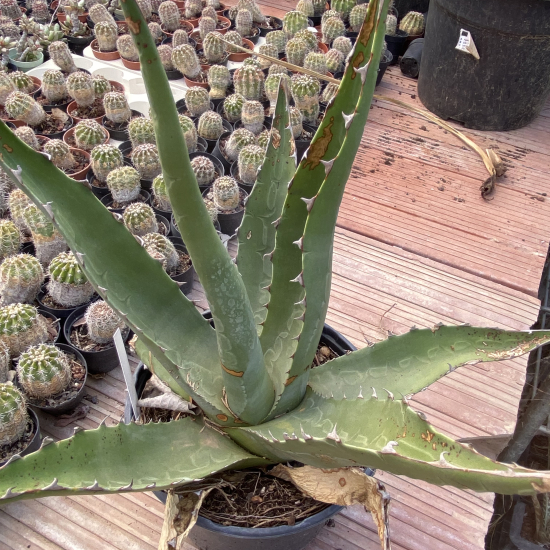 Agave  'La escondida'