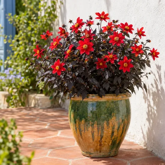 Dahlia (Dahlia pampa) — plante fleurie rouge en pot sur terrasse · Photo d'illustration