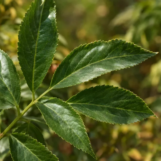 Sureau noir à gros fruits 'Sampo' (Sambucus nigra) — gros plan sur des feuilles composées vertes · Photo d'illustration
