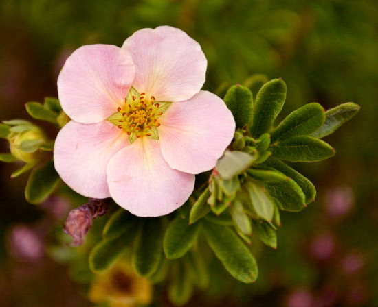 Potentille 'Pink queen'