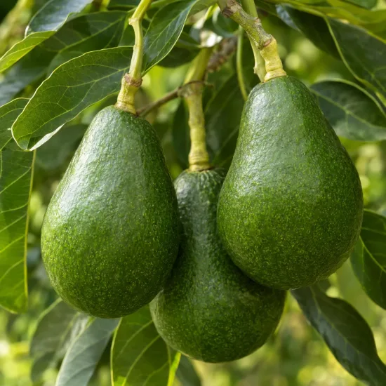 Avocatier race antillais guatémaltèque 'Atkinson' (Persea americana) — trois gros fruits verts pendants sur l’arbre