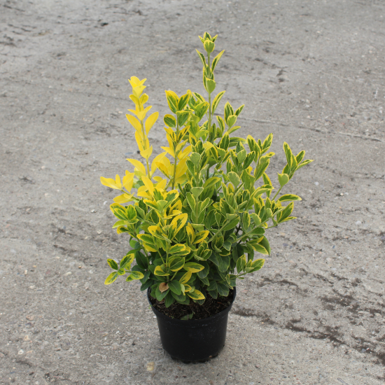 Fusain du japon 'Aureomarginatus'