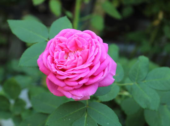 Rosier 'Mme de montespan'