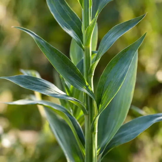 Alstrœmères (Alstroemeria lire) — gros plan sur tiges dressées au feuillage lancéolé · Photo d'illustration
