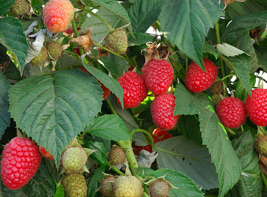 Framboisier 'Summer chef'