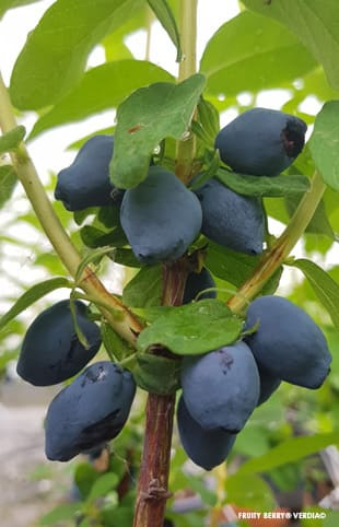 Chèvrefeuille bleu 'Fruity berry'