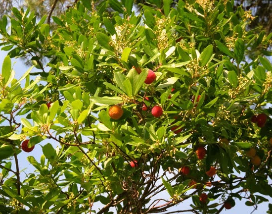 Arbousier, Arbre aux fraises Mercurius