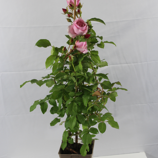 Rosier 'Billet doux '