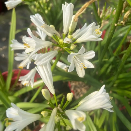 Agapanthe hybride 'Pitchoune blanc'
