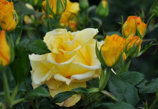 Rosier 'Michelangelo '