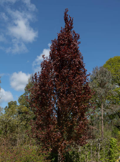 Hêtre commun 'Dawyck purple'