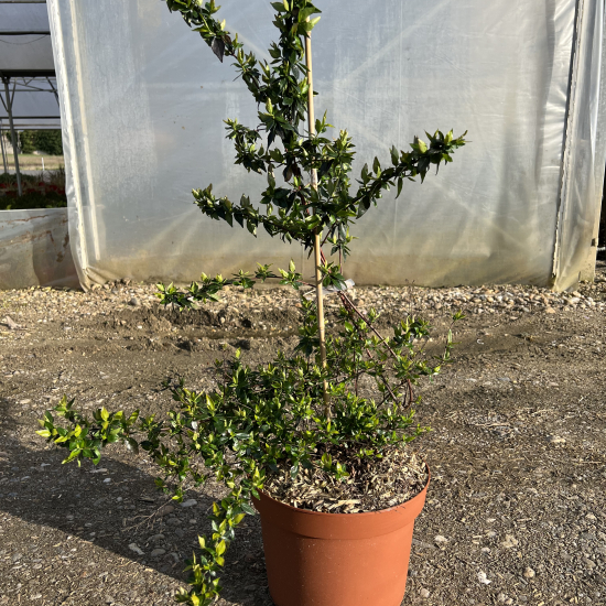 Abelia à grandes fleurs