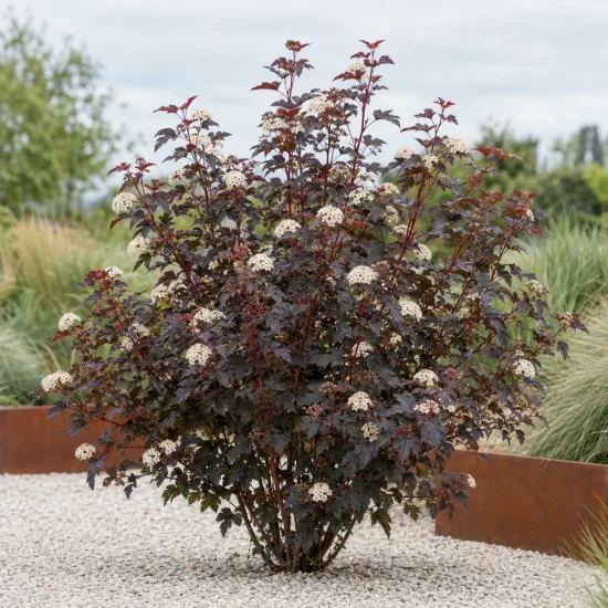 Physocarpe à feuilles d'obier 'Diabolo' (Physocarpus opulifolius) — arbuste arrondi aux feuilles sombres et fleurs blanches · Photo d'illustration