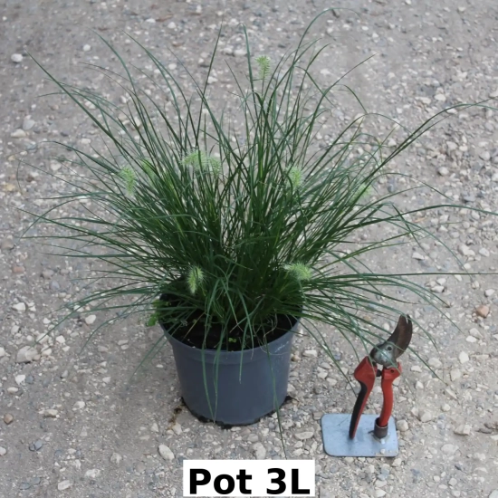 Herbes aux écouvillons 'little bunny'