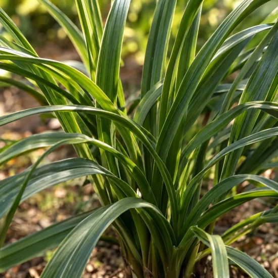 Hemerocalle 'Carnival' — touffe de longues feuilles vertes au jardin · Photo d'illustration