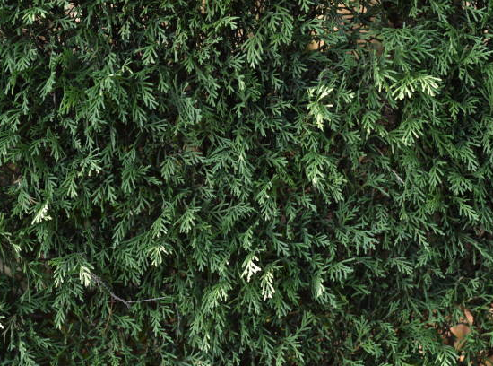 Cyprès de leyland 'Atro'