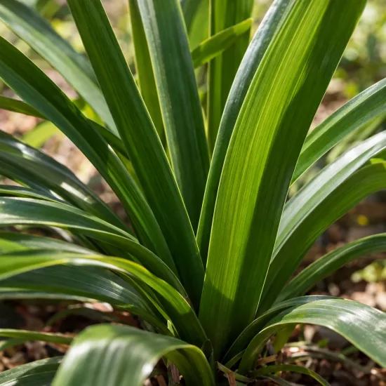 Agapanthe 'Pitchoune ® violet' (Agapanthus) — gros plan sur longues feuilles vertes brillantes · Photo d'illustration