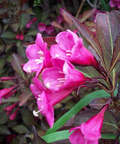 Weigelia 'Alexandra'