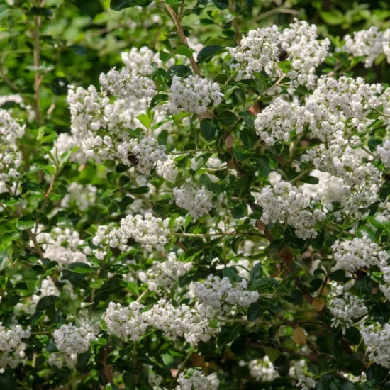 Escallonia blanc