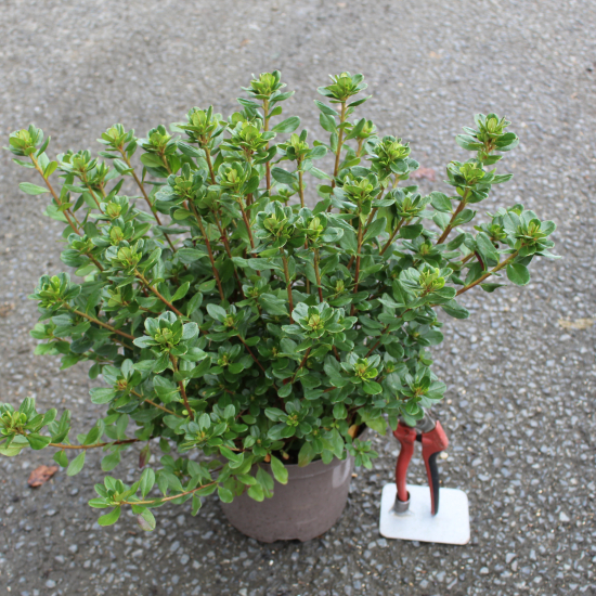 Azalée japonaise 'Hino crimson rouge'