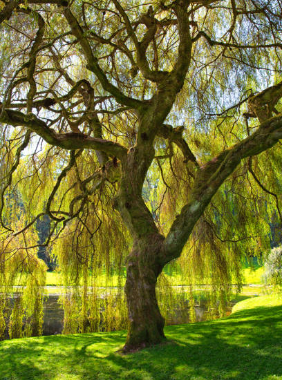 Saule pleureur 'Tristis'