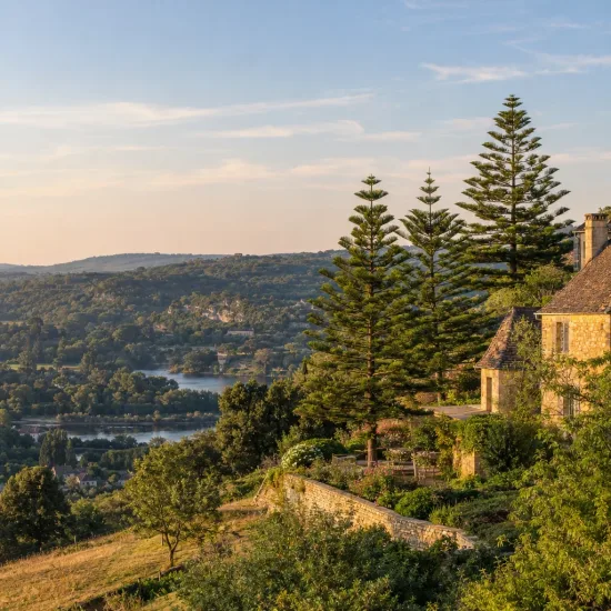 Araucaria (Araucaria heterophylla) — grands conifères élancés près d’une maison en pierre · Photo d'illustration