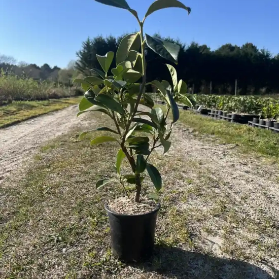 Laurier palme 'Caucasica'
