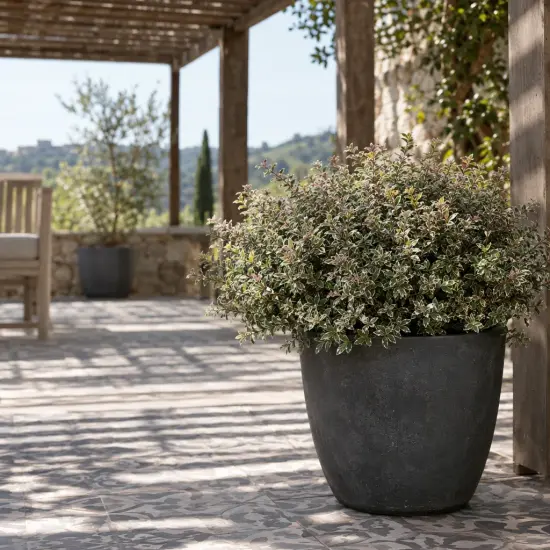 Fusain du japon pulchellus ou fusain microphylle 'Argenteovariegatus' (Euonymus pulchellus) — arbuste dense panaché en grand pot sur terrasse