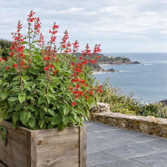 Sauge ananas (Salvia elegans) — plante fleurie rouge en bac bois sur terrasse · Photo d'illustration