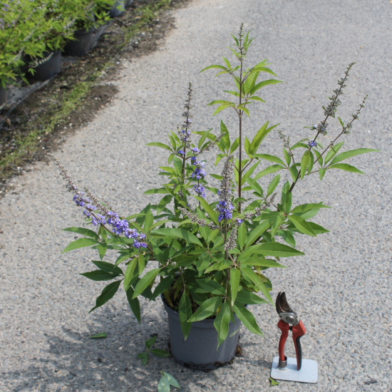Arbre au poivre 'F latifolia'