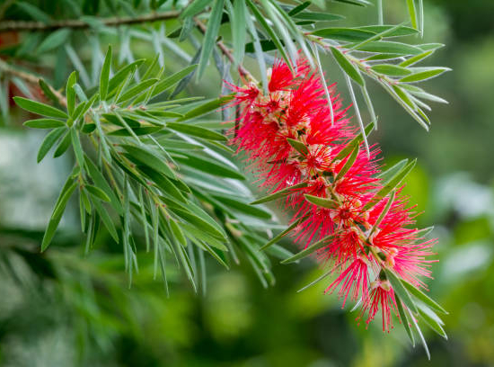Rince-bouteille 'Rigidus'
