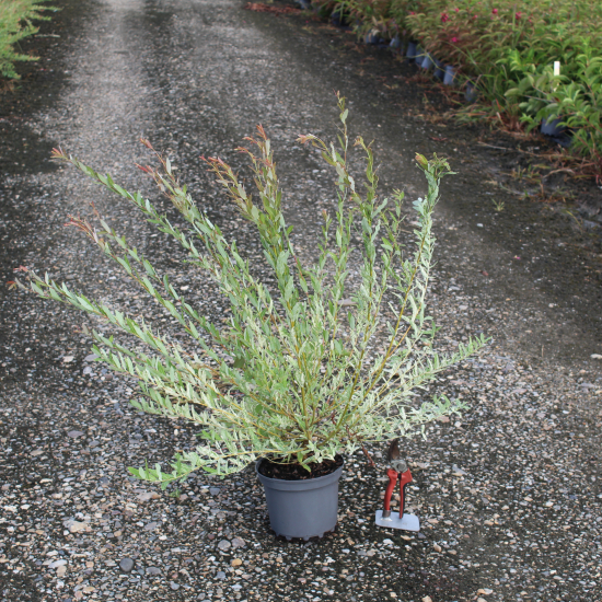 Saule crevette 'Hakuro nishiki'