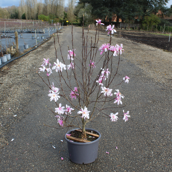 Magnolia 'Leonard messel'