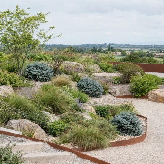 Epicéa du colorado 'Glauca globosa' (Picea pungens) — massif de jardin sec avec conifères bleutés · Photo d'illustration