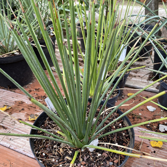 Agave à feuilles striées