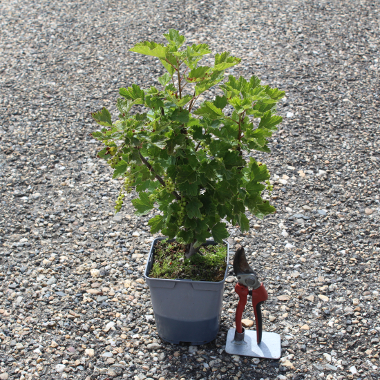 Groseillier à grappes 'Blanka jaune'