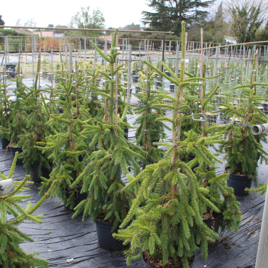 Sapin inversé 'Inversa'