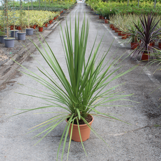 Cordyline indivisa