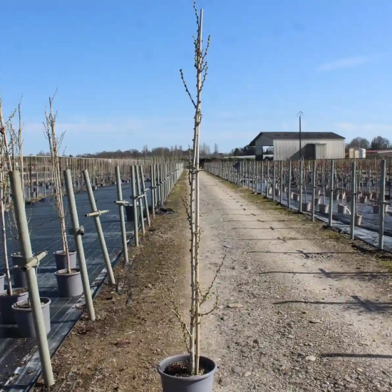 Gainier du chine 'Shirobana'