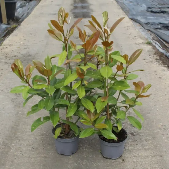 Magnolia de la galissonnière 'Galissoniere' (Magnolia grandiflora) — Pot 4L, photo 9