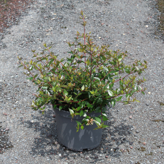 Abelia à grandes fleurs