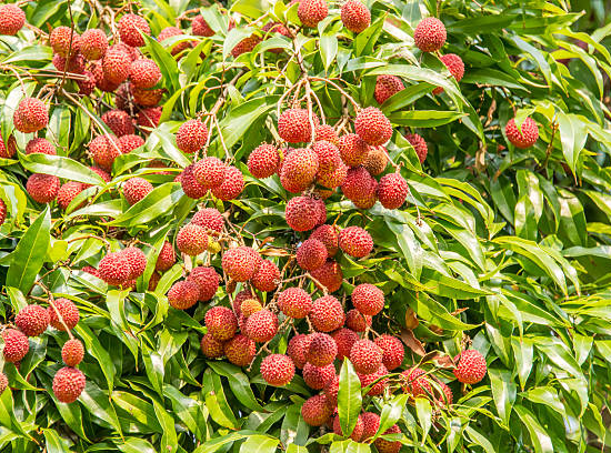 Litchi