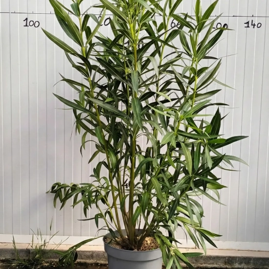 Laurier rose 'Margaritha'